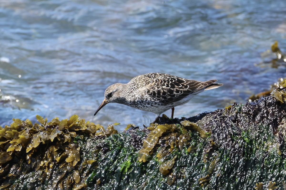 Purple Sandpiper - ML636302050