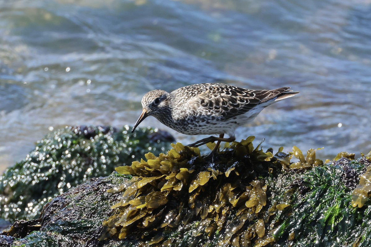 Purple Sandpiper - ML636302056