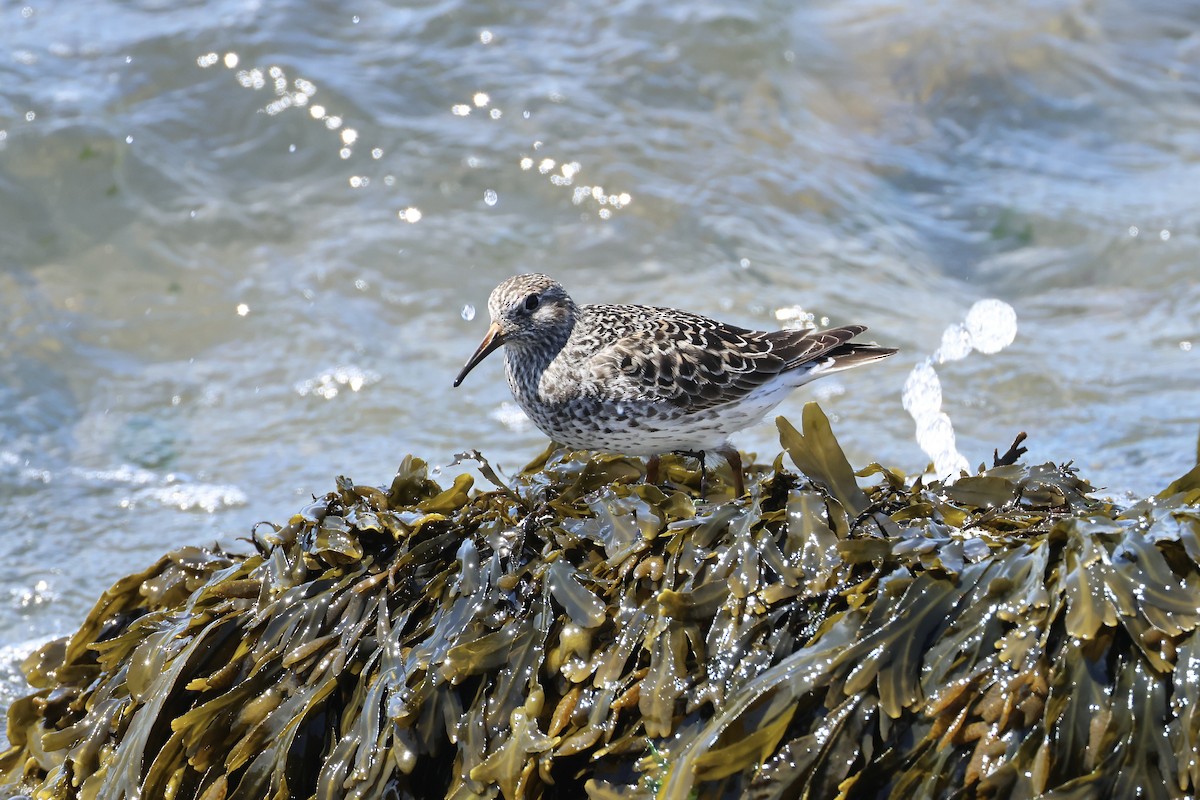 Purple Sandpiper - ML636302059