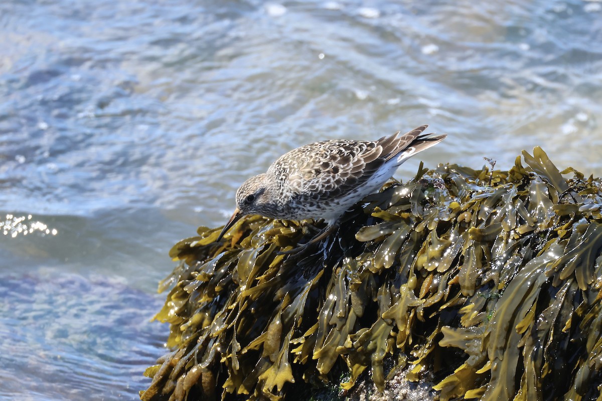 Purple Sandpiper - ML636302063