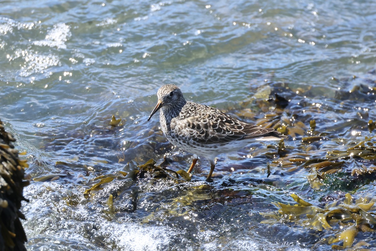 Purple Sandpiper - ML636302068