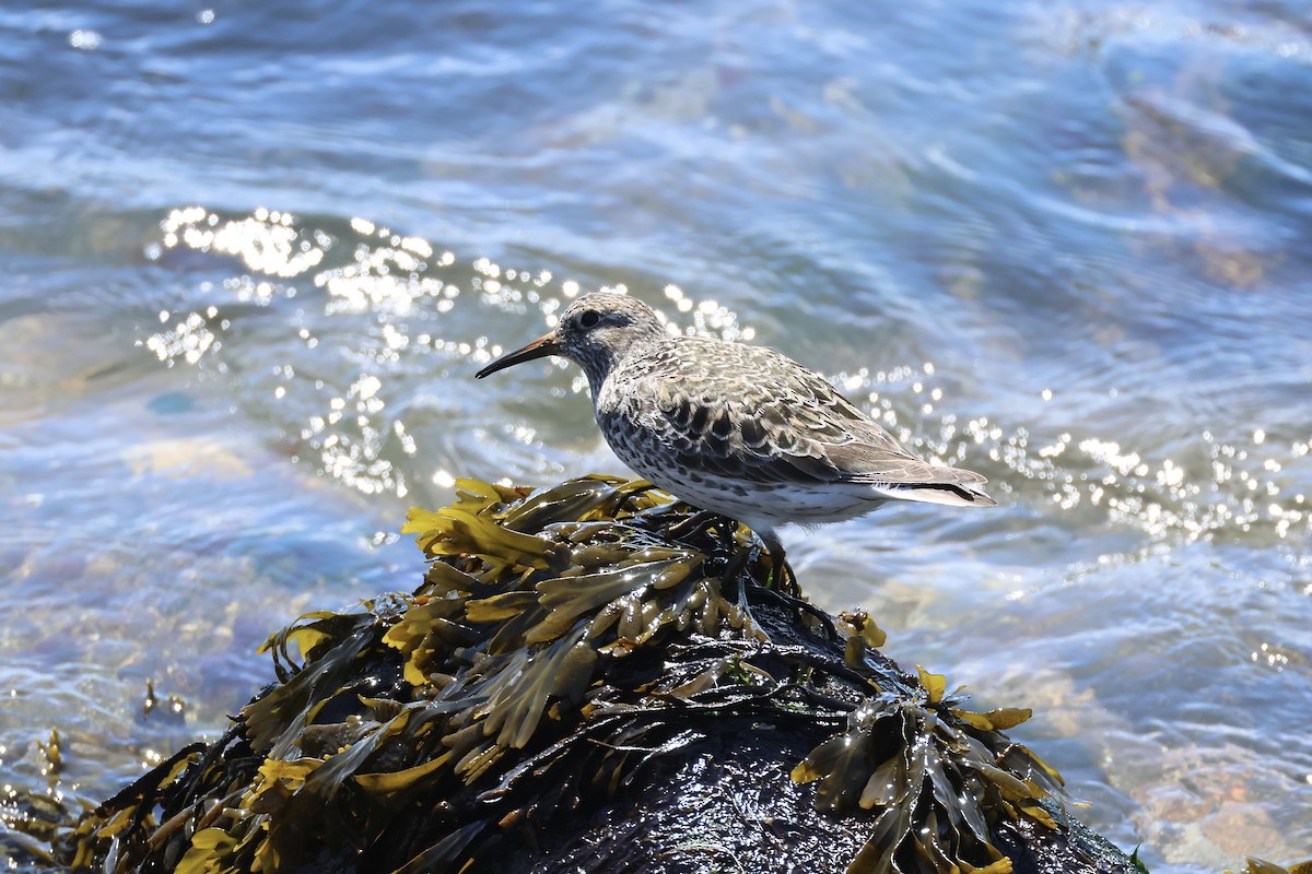 Purple Sandpiper - ML636302071