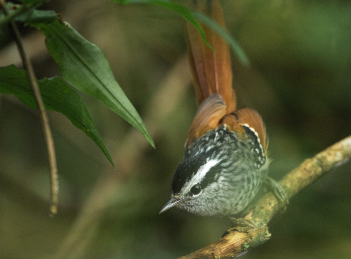 Rufous-tailed Antbird - Marcelo Morena