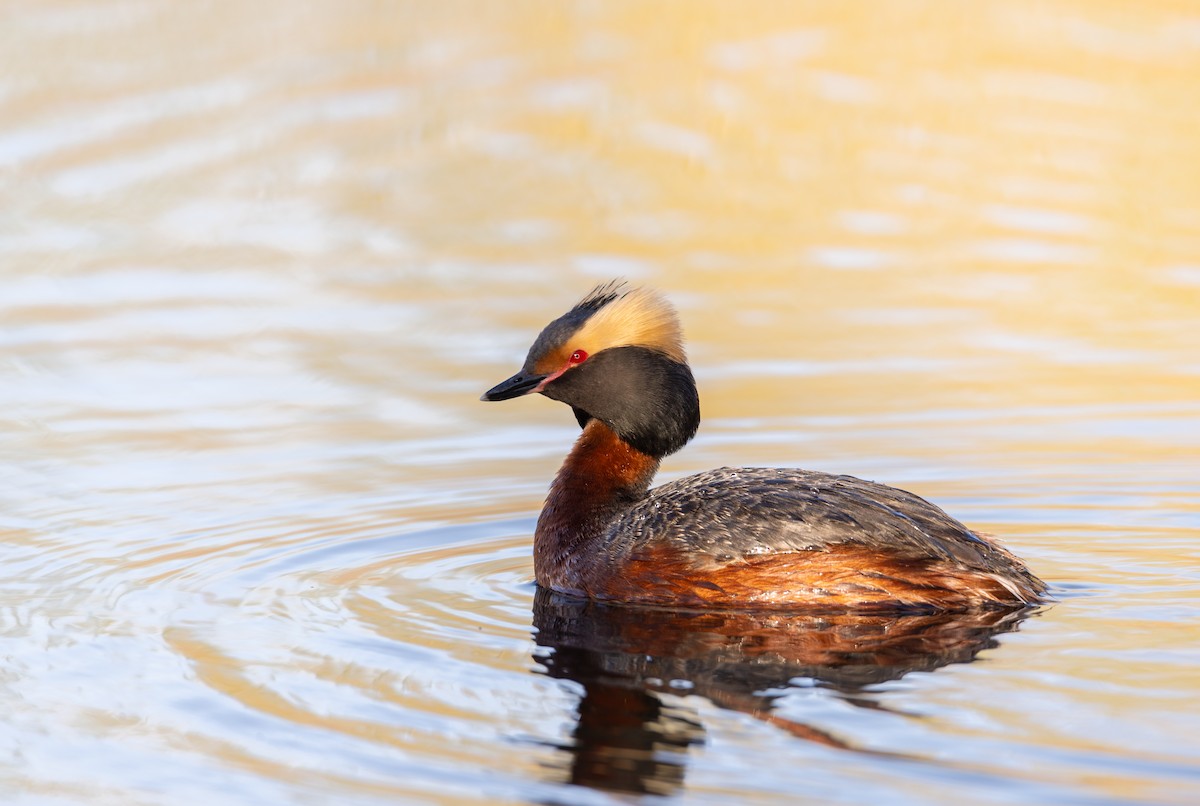 potápka žlutorohá - ML636302256