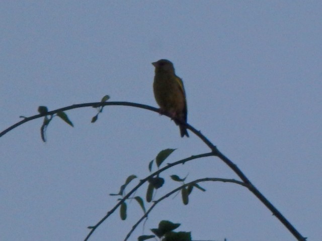 European Greenfinch - ML636302267