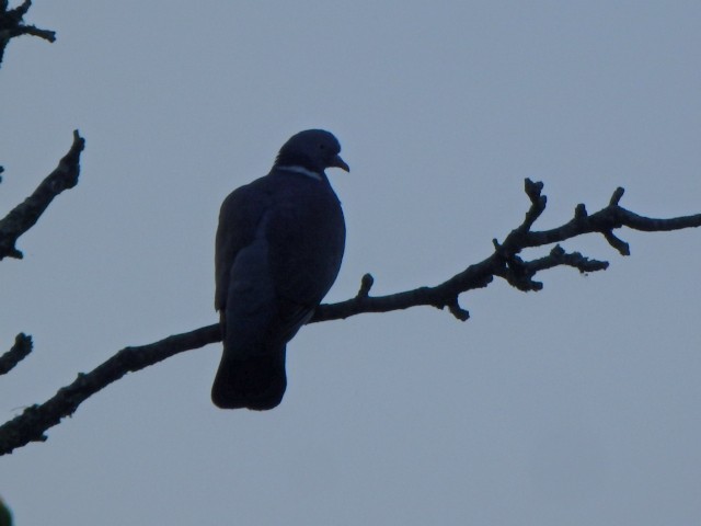 Common Wood-Pigeon - ML636302296
