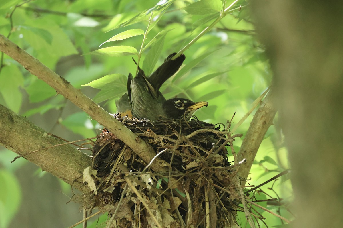 American Robin - ML636302297