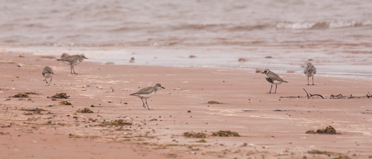 Black-bellied Plover - ML636302353