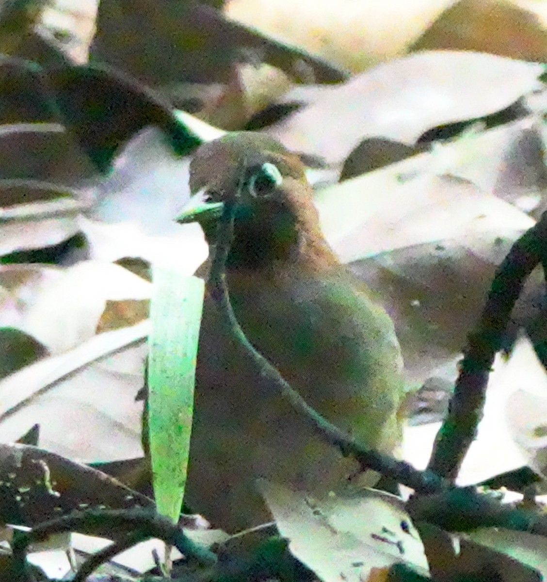 Mayan Antthrush - ML636302360