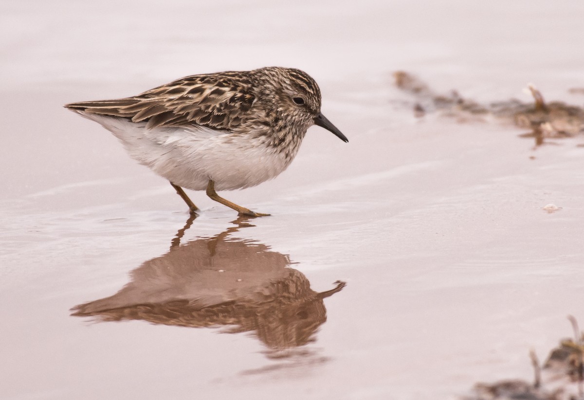 Least Sandpiper - ML636302372
