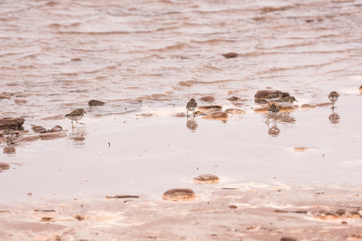 Least Sandpiper - ML636302373