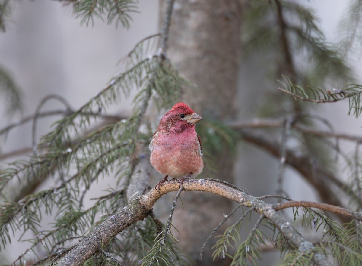 hýl nachový - ML636302378