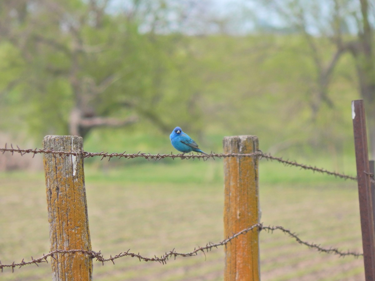 Indigo Bunting - ML636302404