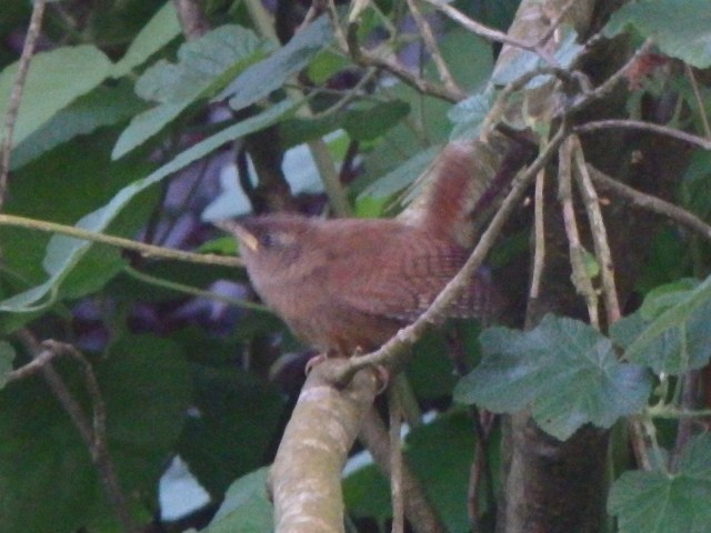 Eurasian Wren - ML636302408