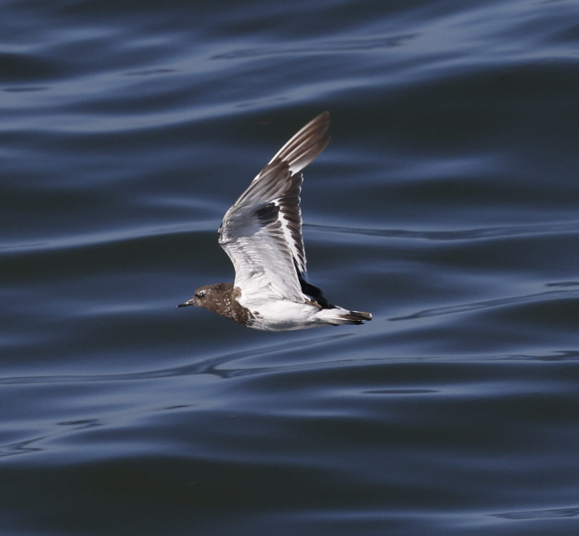 Black Turnstone - ML636302445