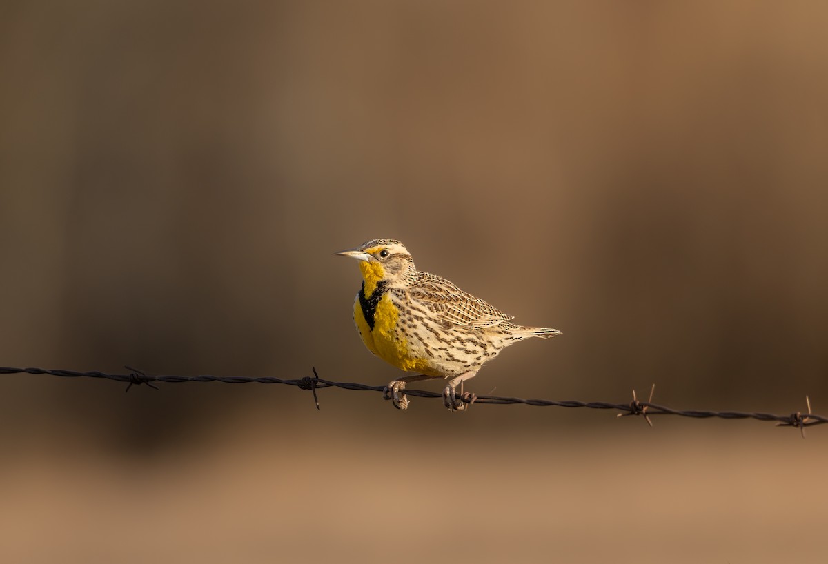 Western Meadowlark - ML636302465