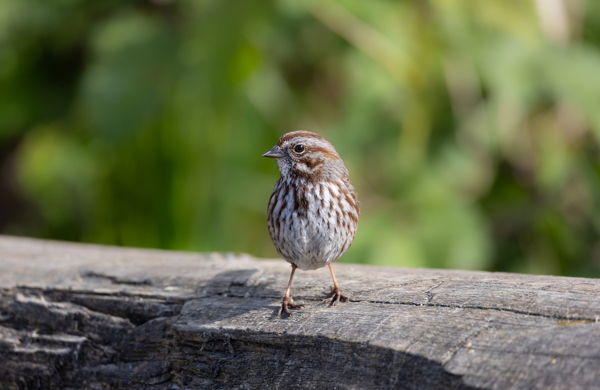 strnadec zpěvný - ML636302498