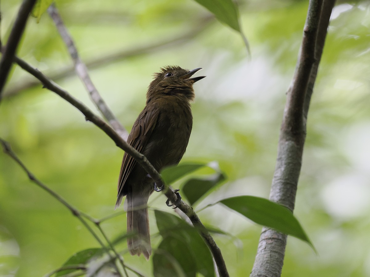 Northern Schiffornis - ML636302506