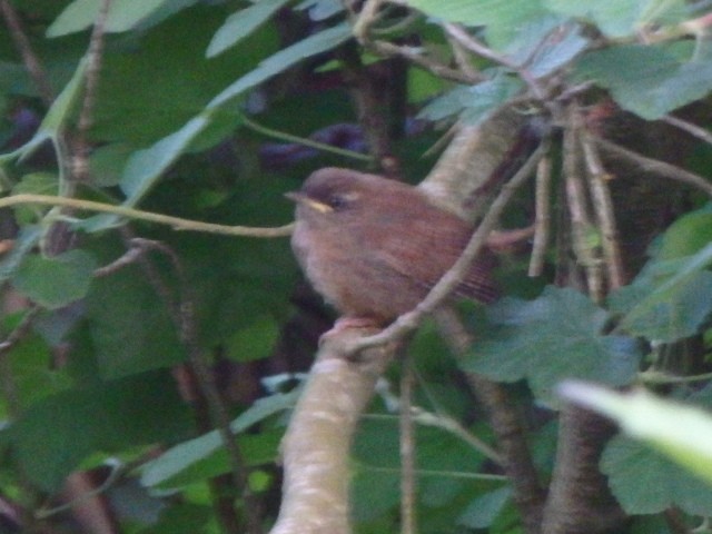Eurasian Wren - ML636302507