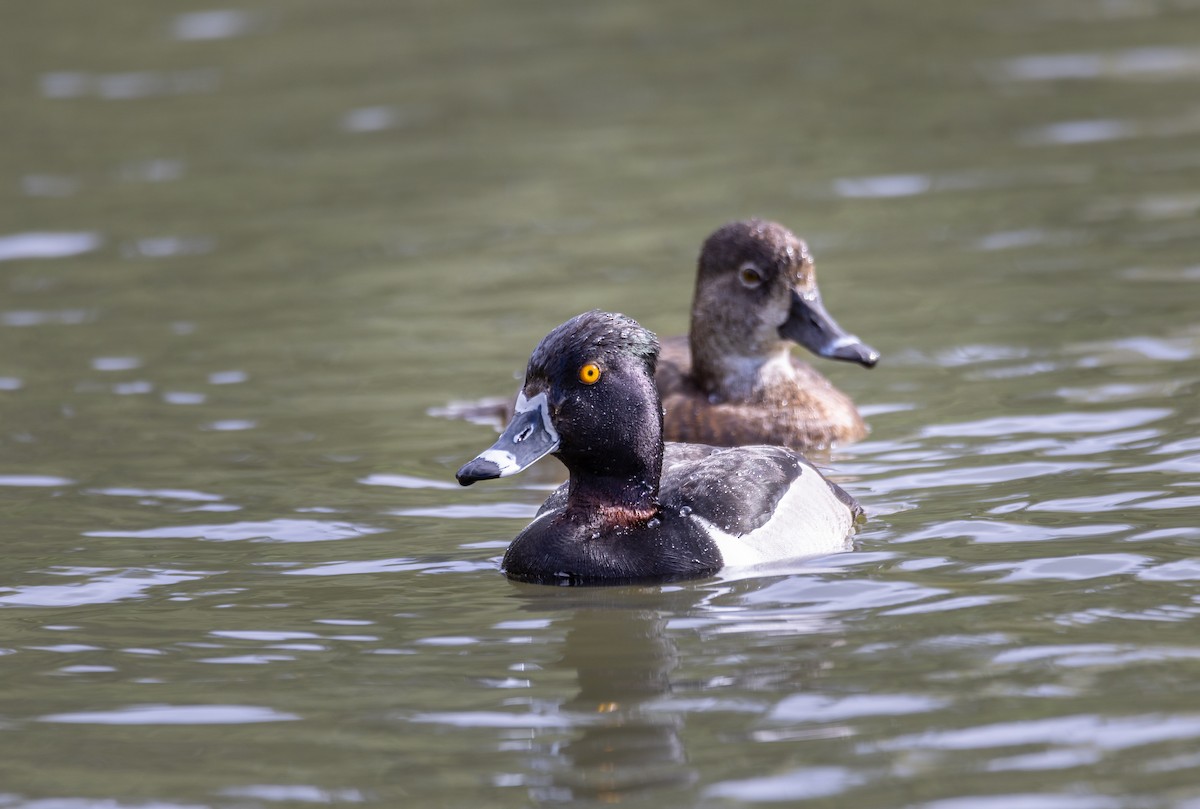 polák proužkozobý - ML636302520