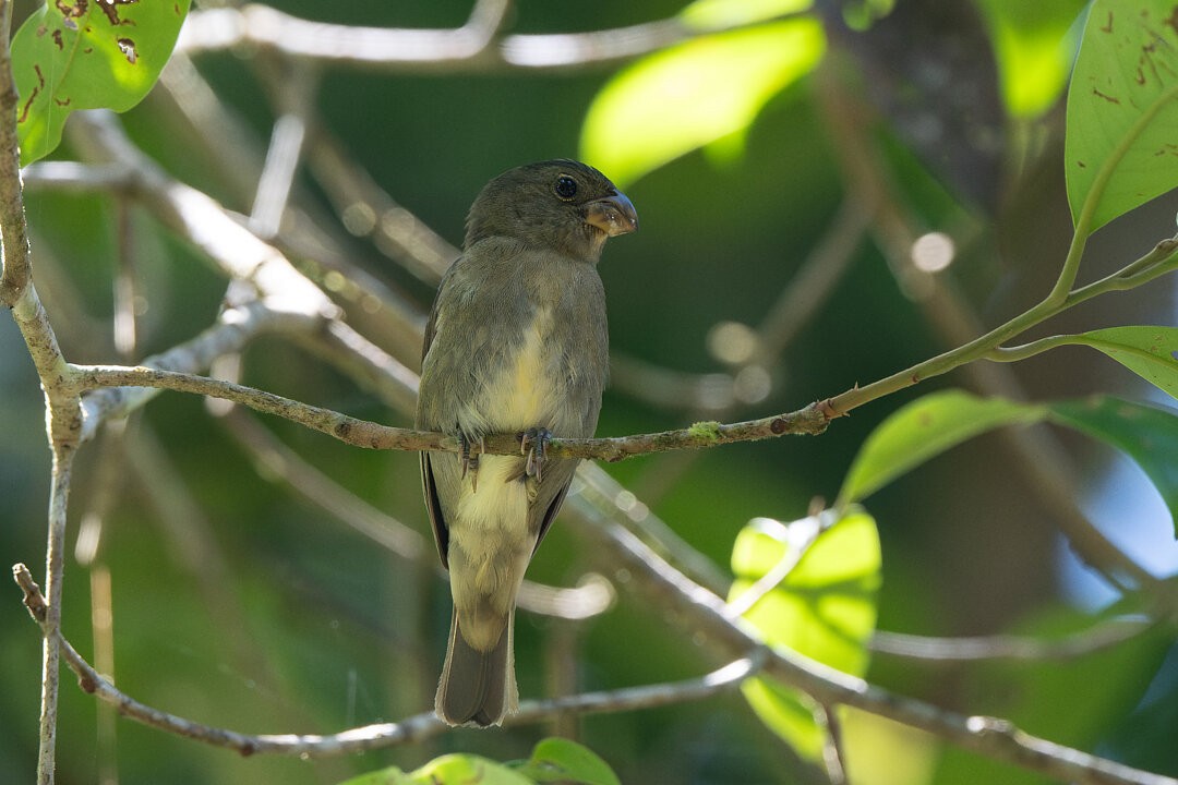 Temminck's Seedeater - ML636302531