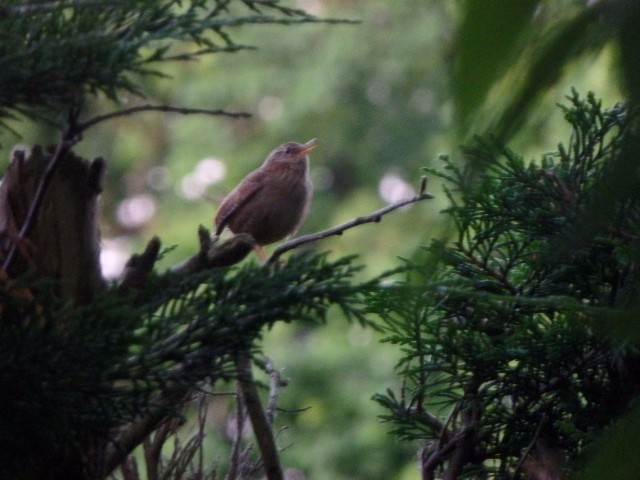 Eurasian Wren - ML636302533