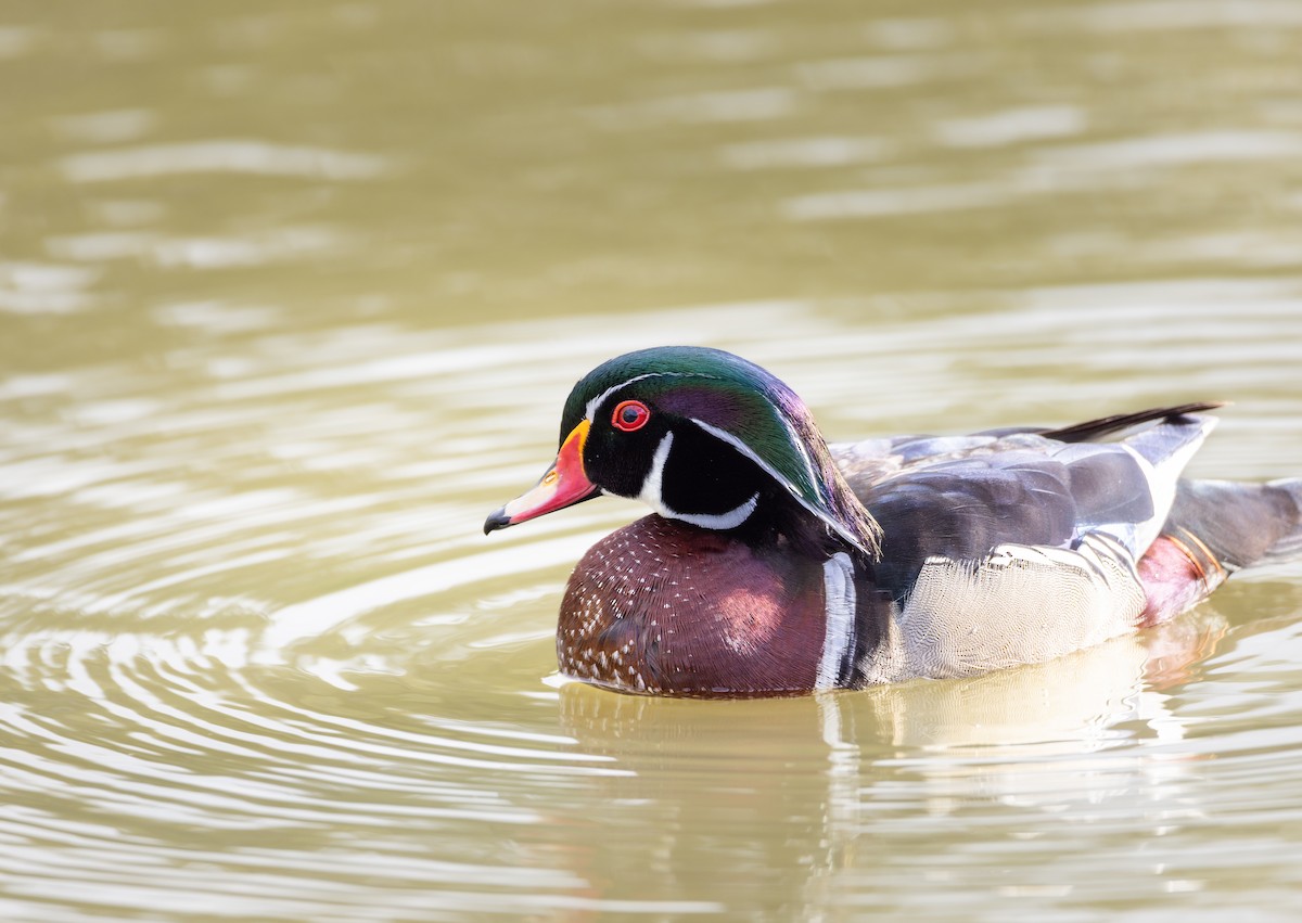 kachnička karolínská - ML636302545