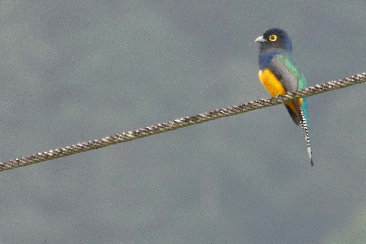 Guianan Trogon - ML636302565