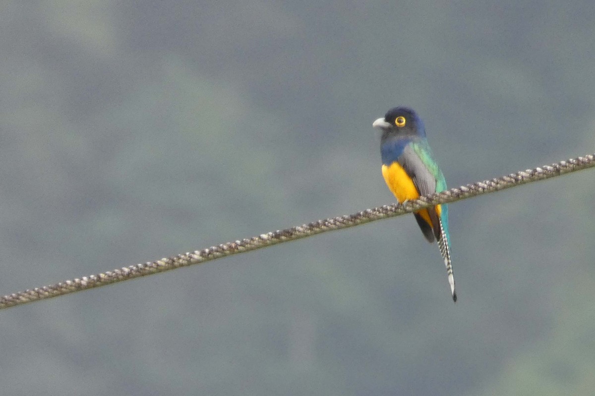 Guianan Trogon - ML636302566