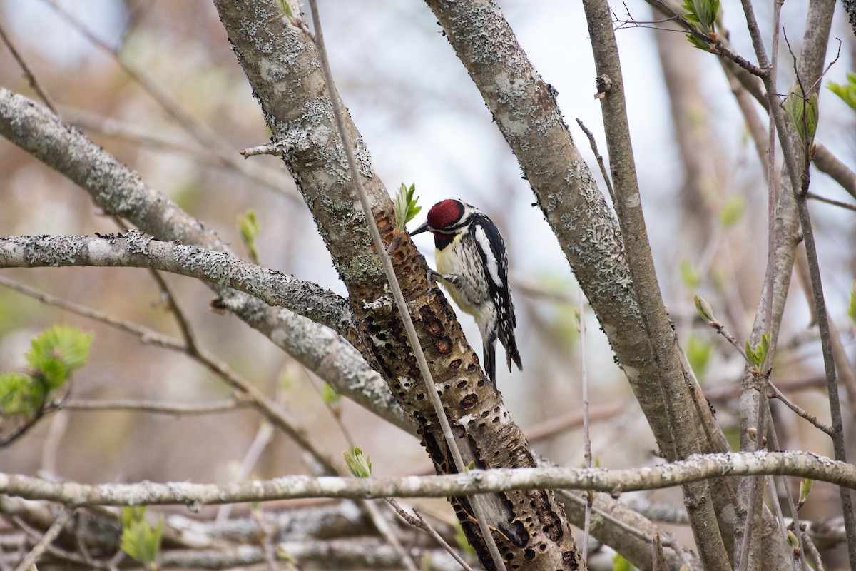 Yellow-bellied Sapsucker - ML636302571