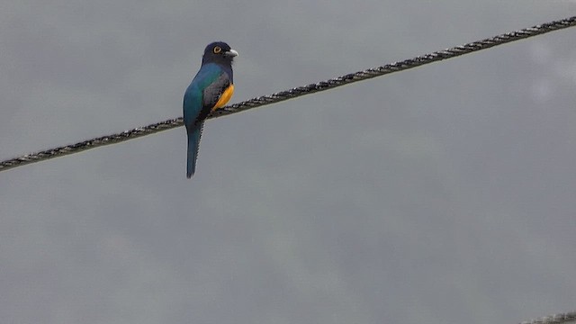 Guianan Trogon - ML636302578
