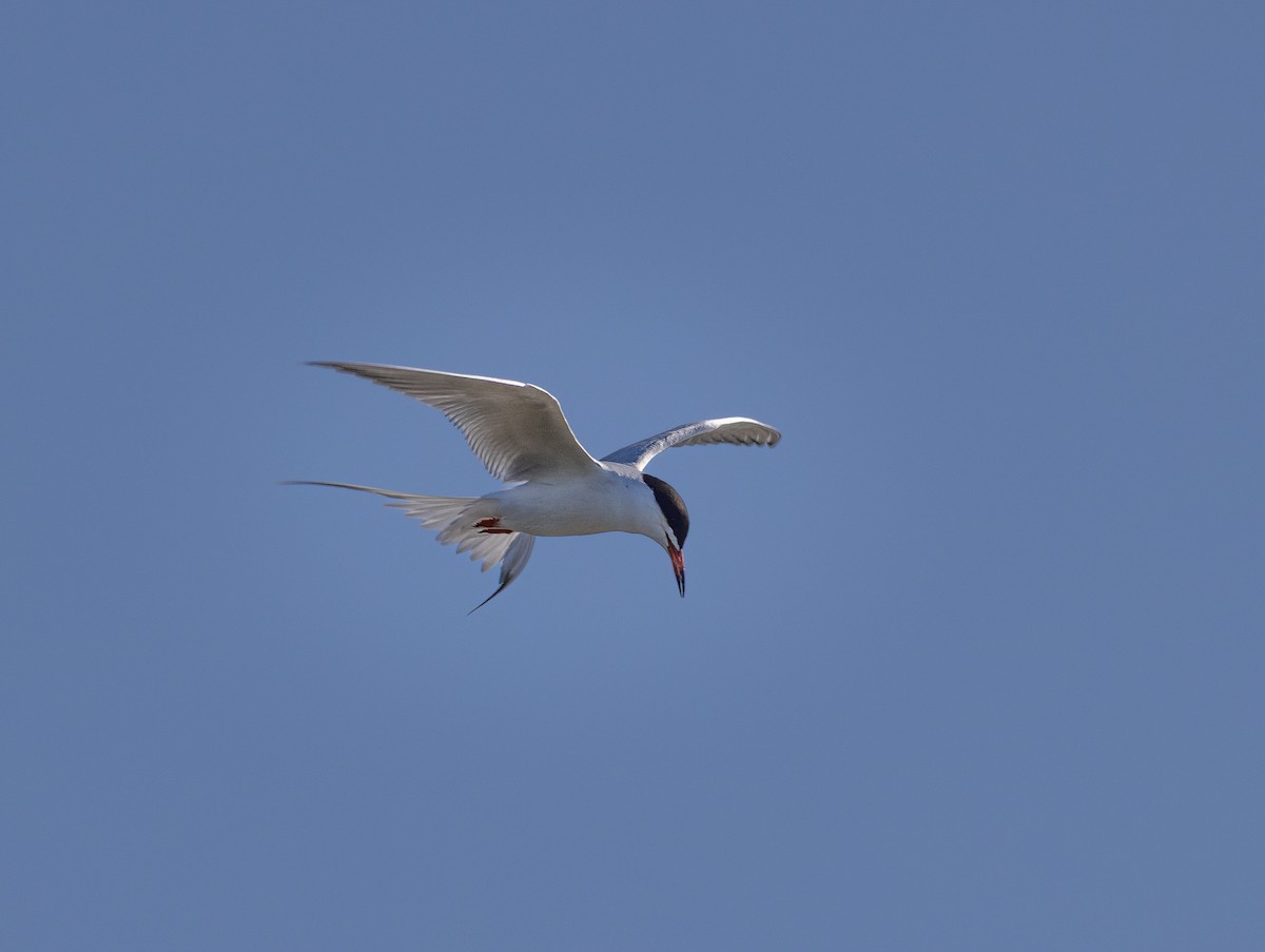 rybák severoamerický - ML636302581