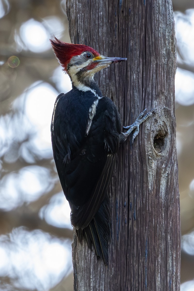 Black-bodied Woodpecker - ML636302594