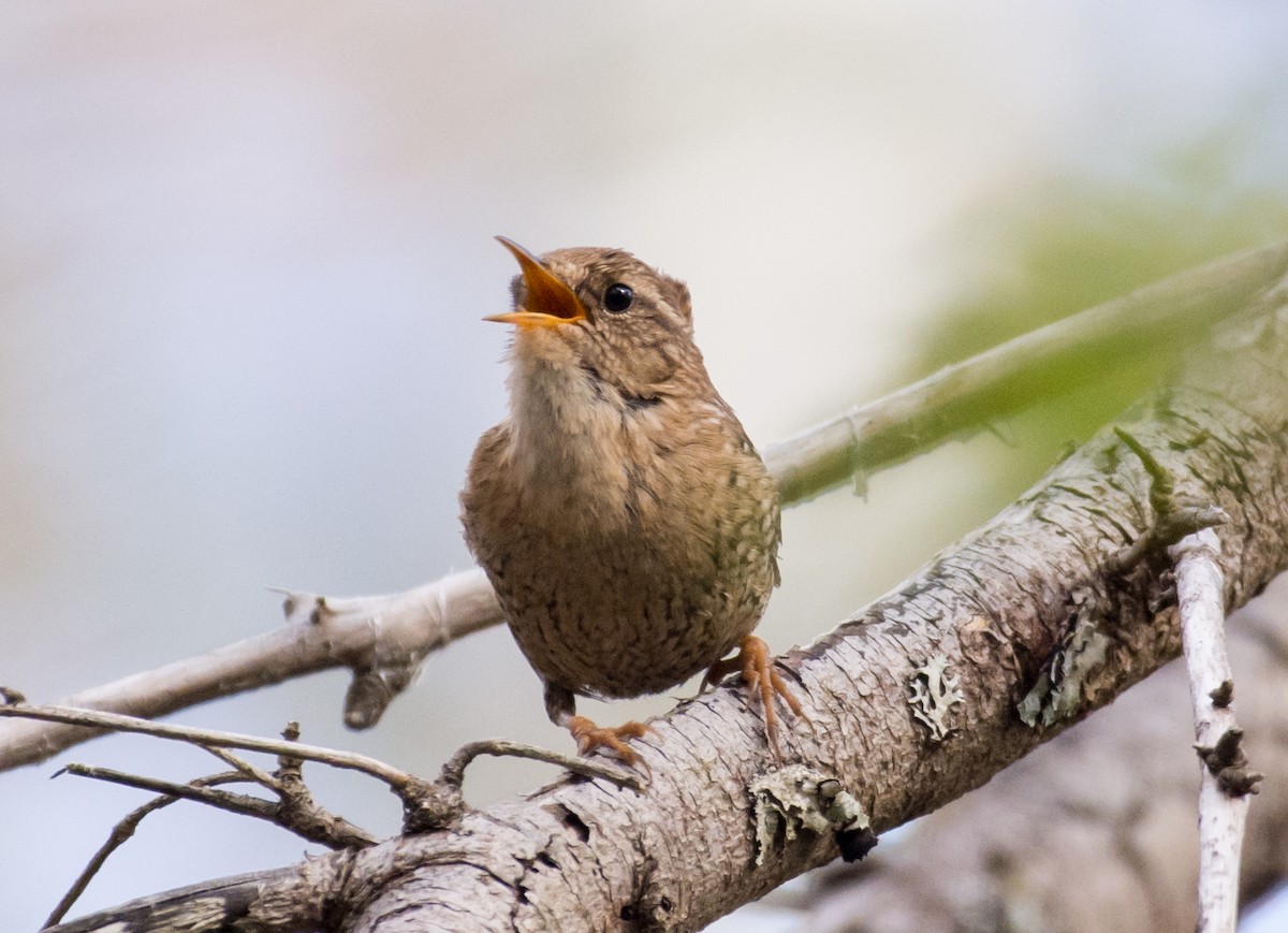 Winter Wren - ML636302603
