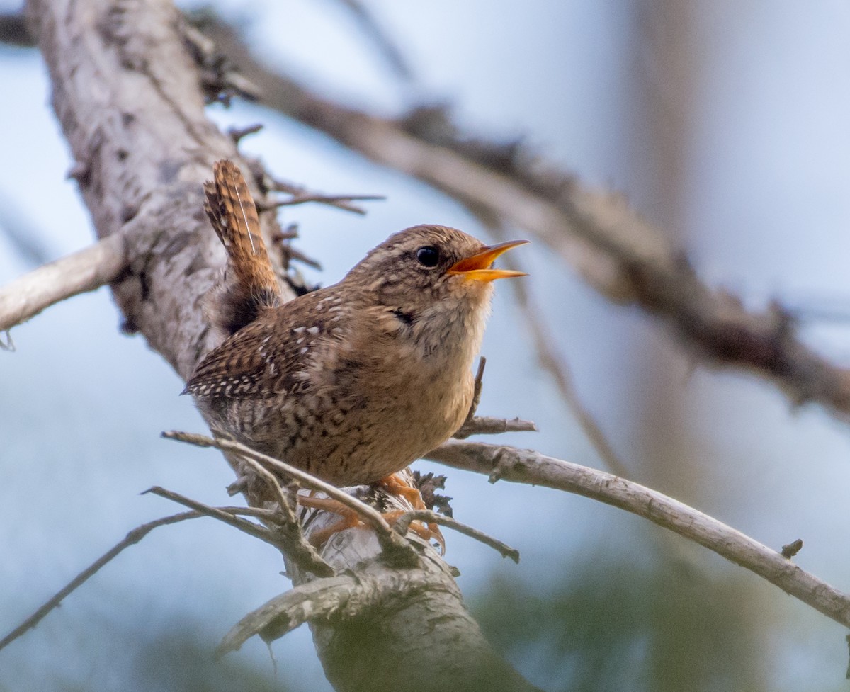 Winter Wren - ML636302604