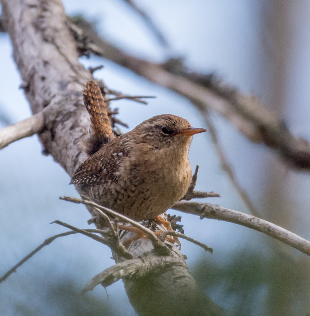 Winter Wren - ML636302605