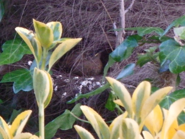 Eurasian Wren - ML636302627