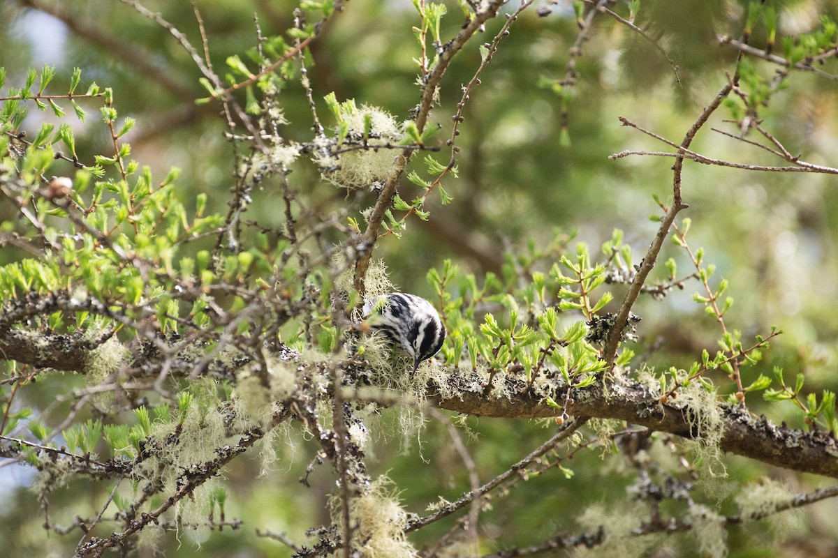 Black-and-white Warbler - ML636302640