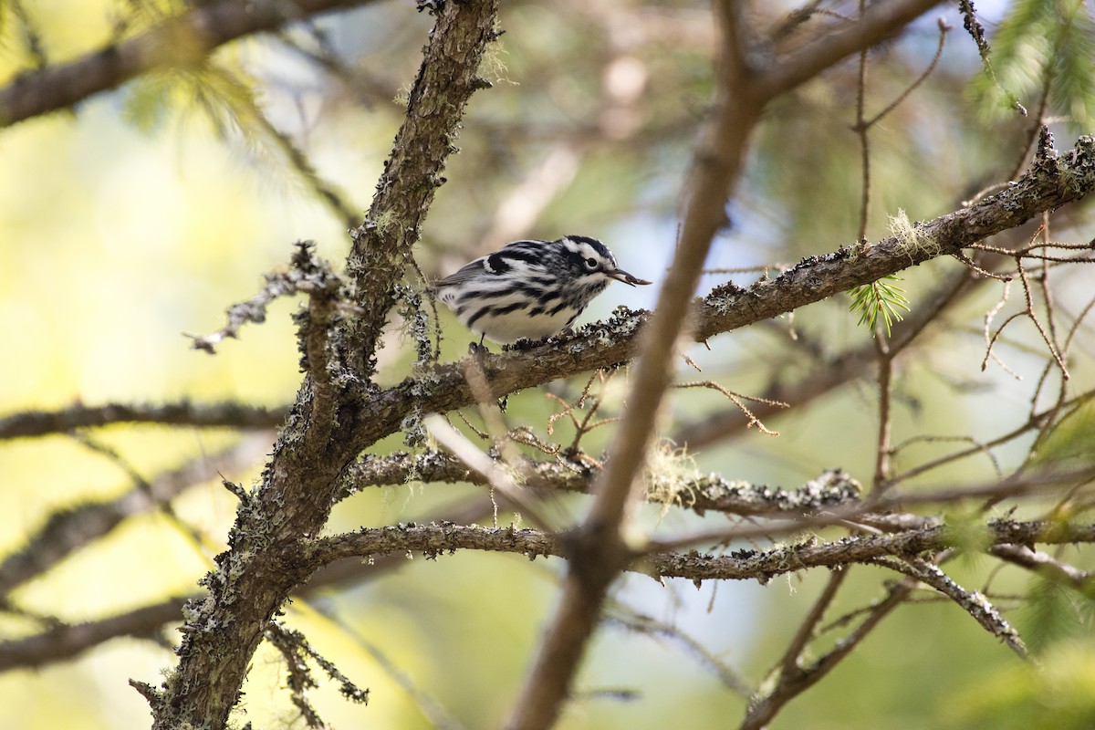 Black-and-white Warbler - ML636302641