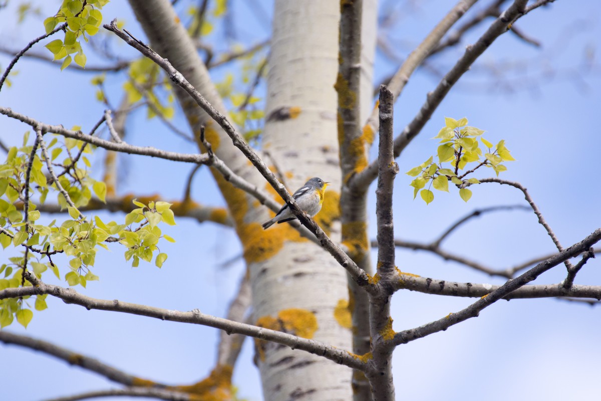 Northern Parula - ML636302655