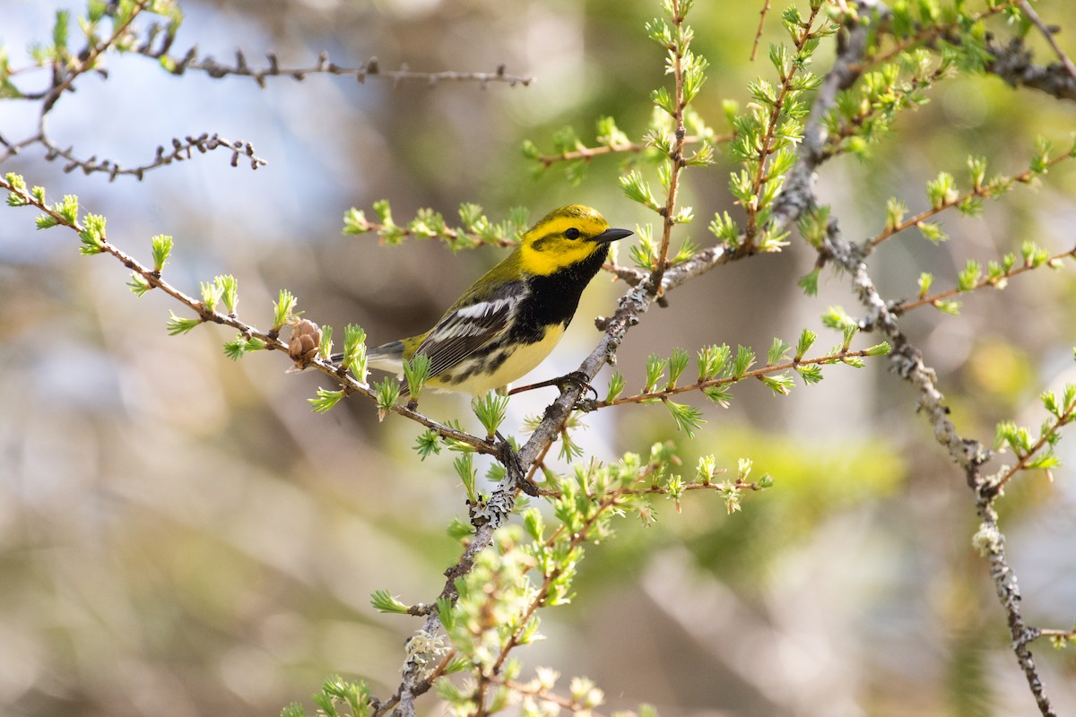 Black-throated Green Warbler - ML636302680