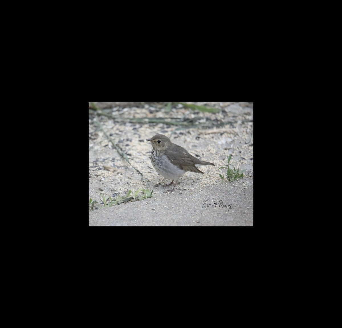 Swainson's Thrush - ML636302722