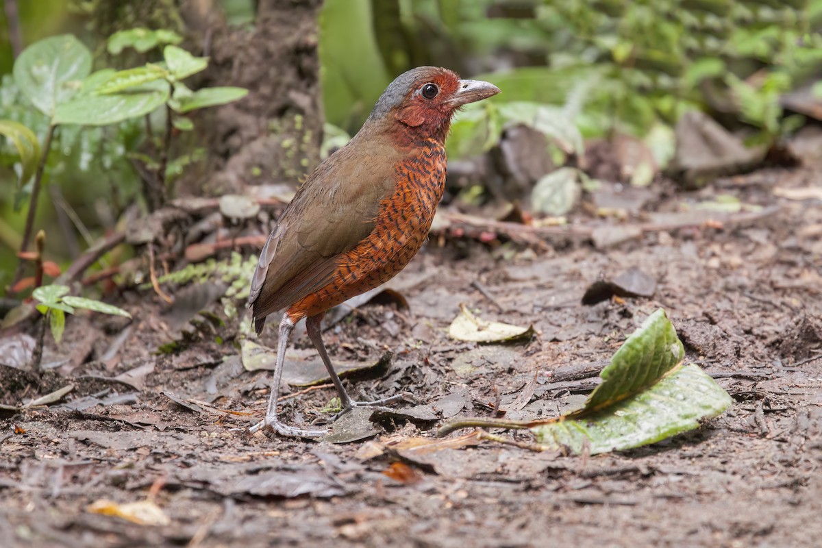 Giant Antpitta - ML636302790