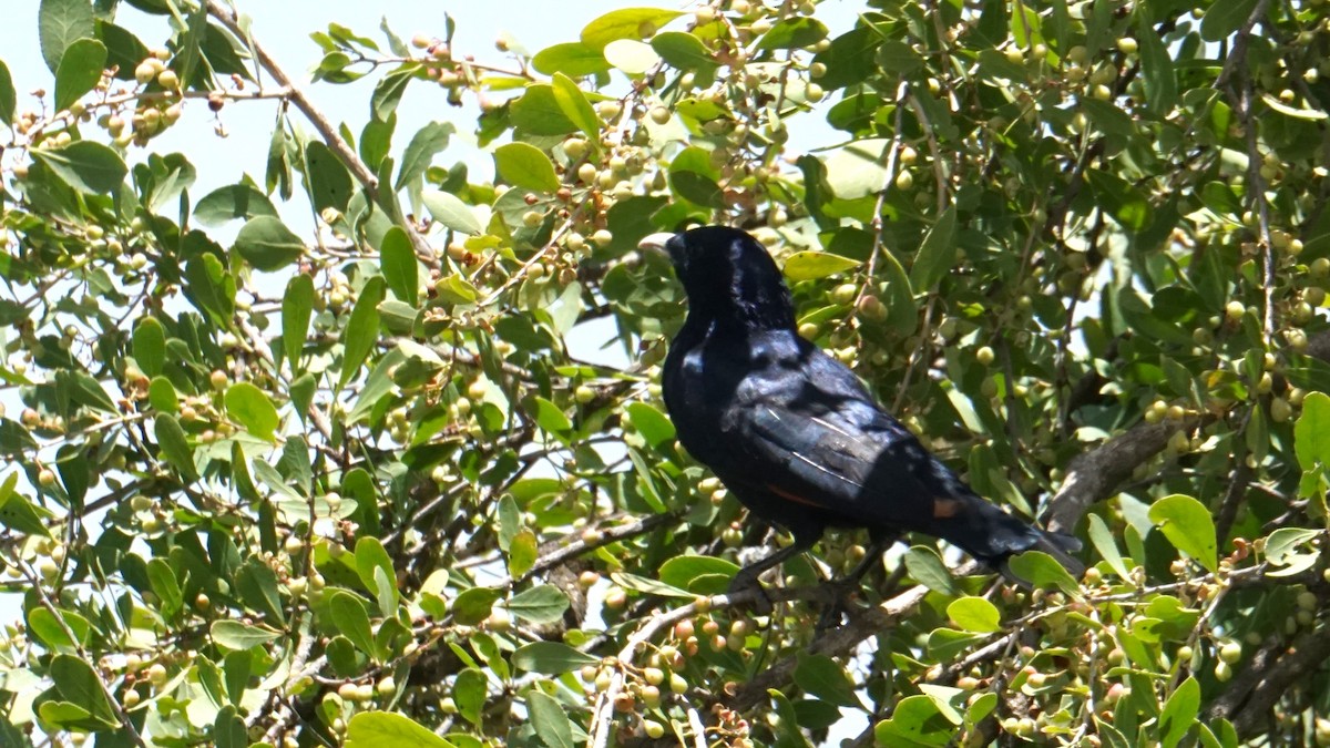 White-billed Starling - ML636302802