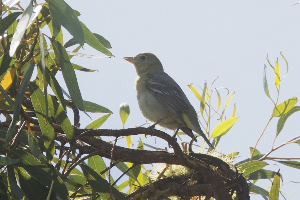 Western Tanager - ML636302822
