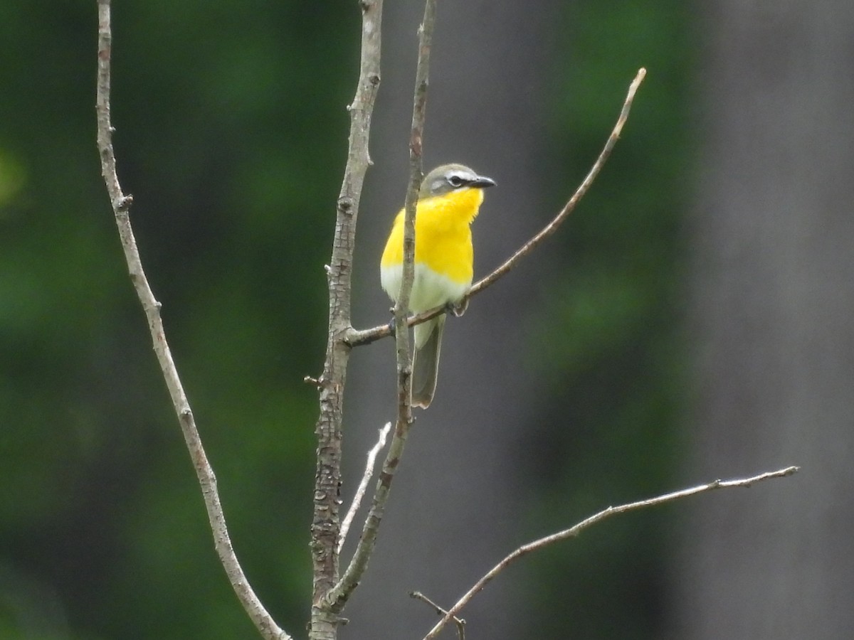 Yellow-breasted Chat - ML636302887