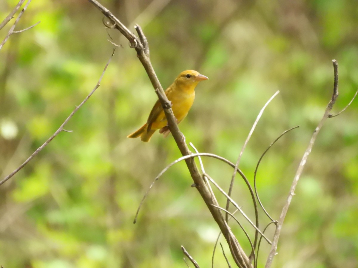 Summer Tanager - ML636302901
