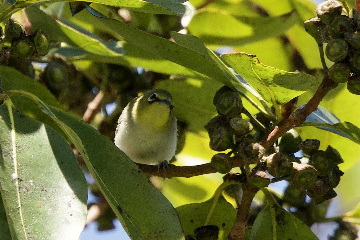 Swinhoe's White-eye - ML636302920