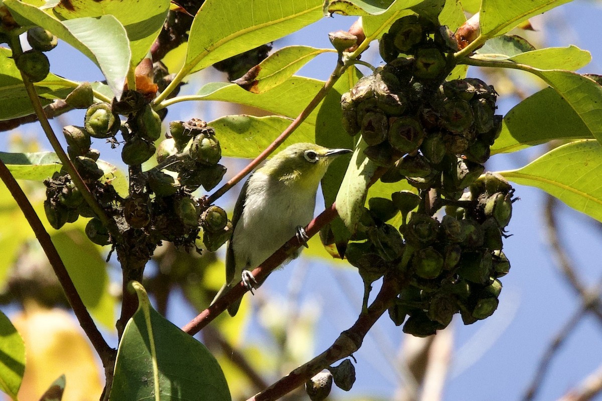 Swinhoe's White-eye - ML636302921