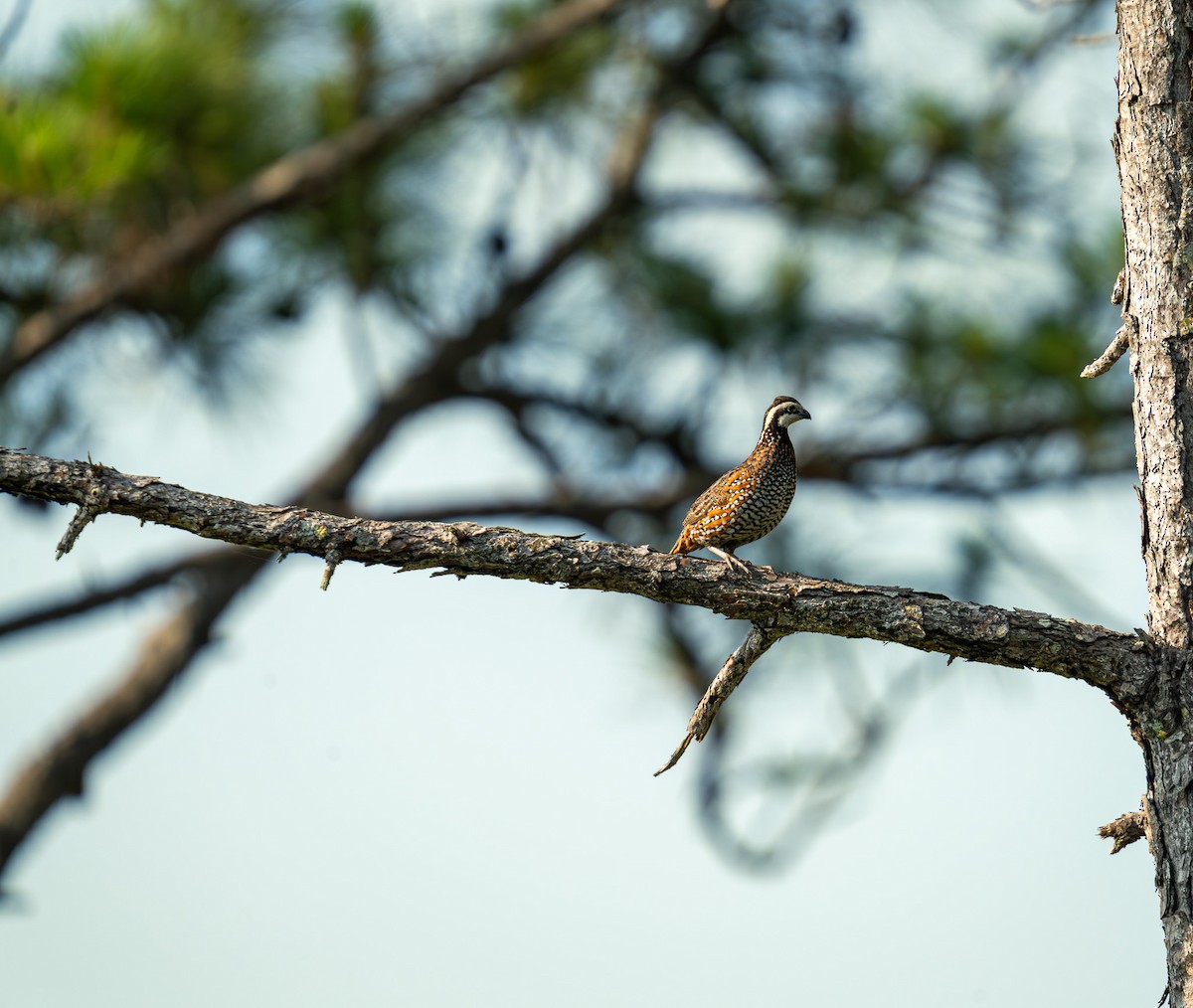 Northern Bobwhite - ML636302952